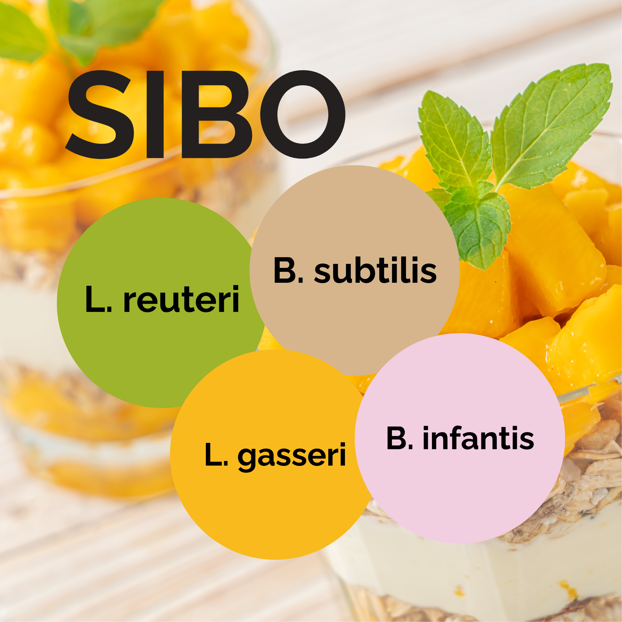 L. reuteri + L. gasseri + B. infantis + B. subtilis | Sada startérů jogurtu | SIBO | Startovací kultury | Balíček 3 ks