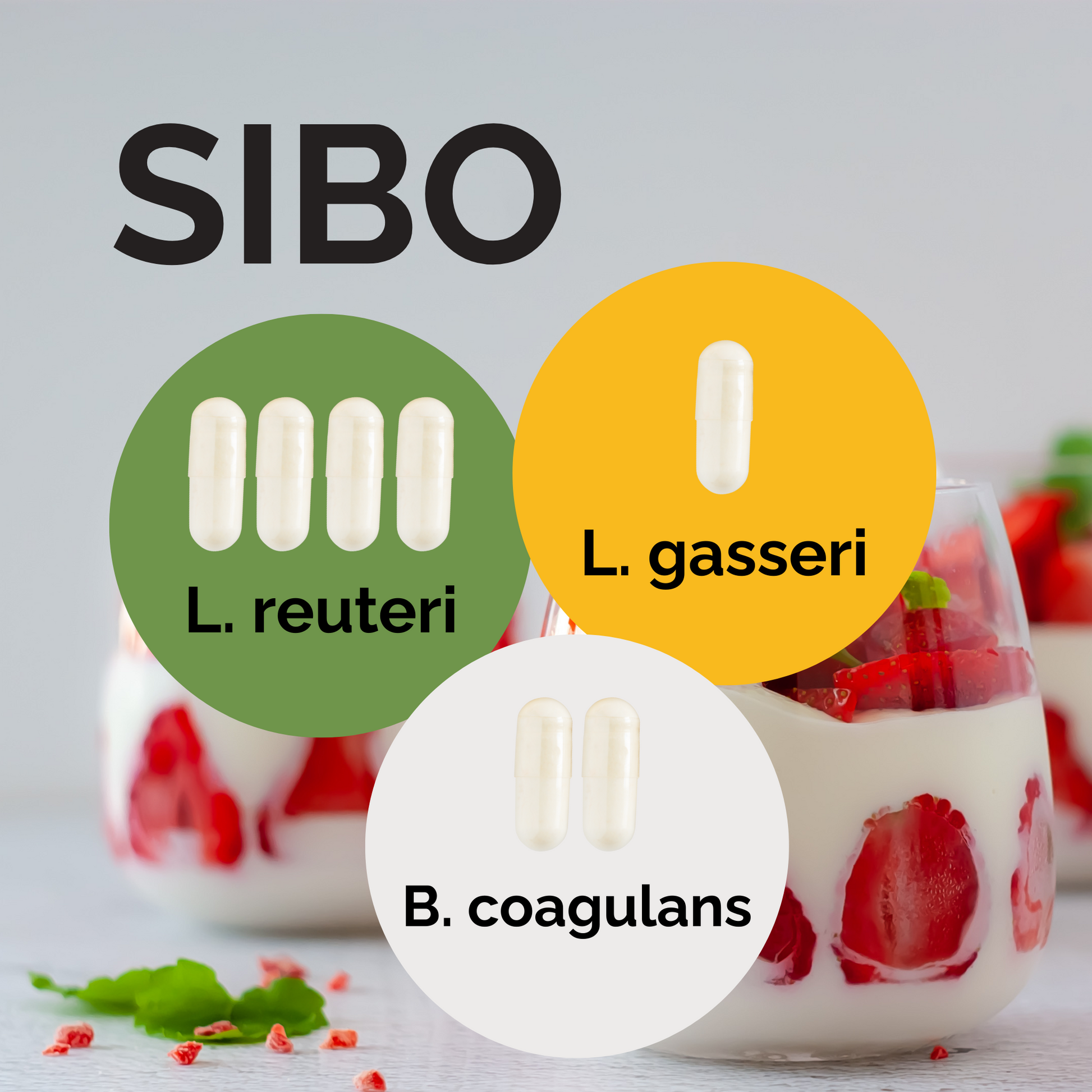 L. reuteri + L. gasseri + B. coagulans | Sada startérů jogurtu | SIBO | Startovací kultury | Balíček 3 ks