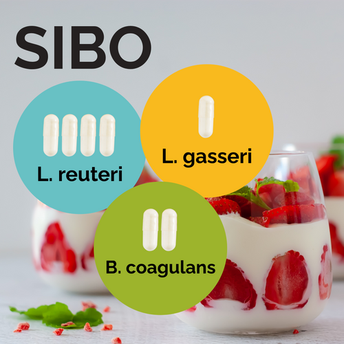 L. reuteri + L. gasseri + B. coagulans | Sada startérů jogurtu | SIBO | Startovací kultury | Balíček 3 ks