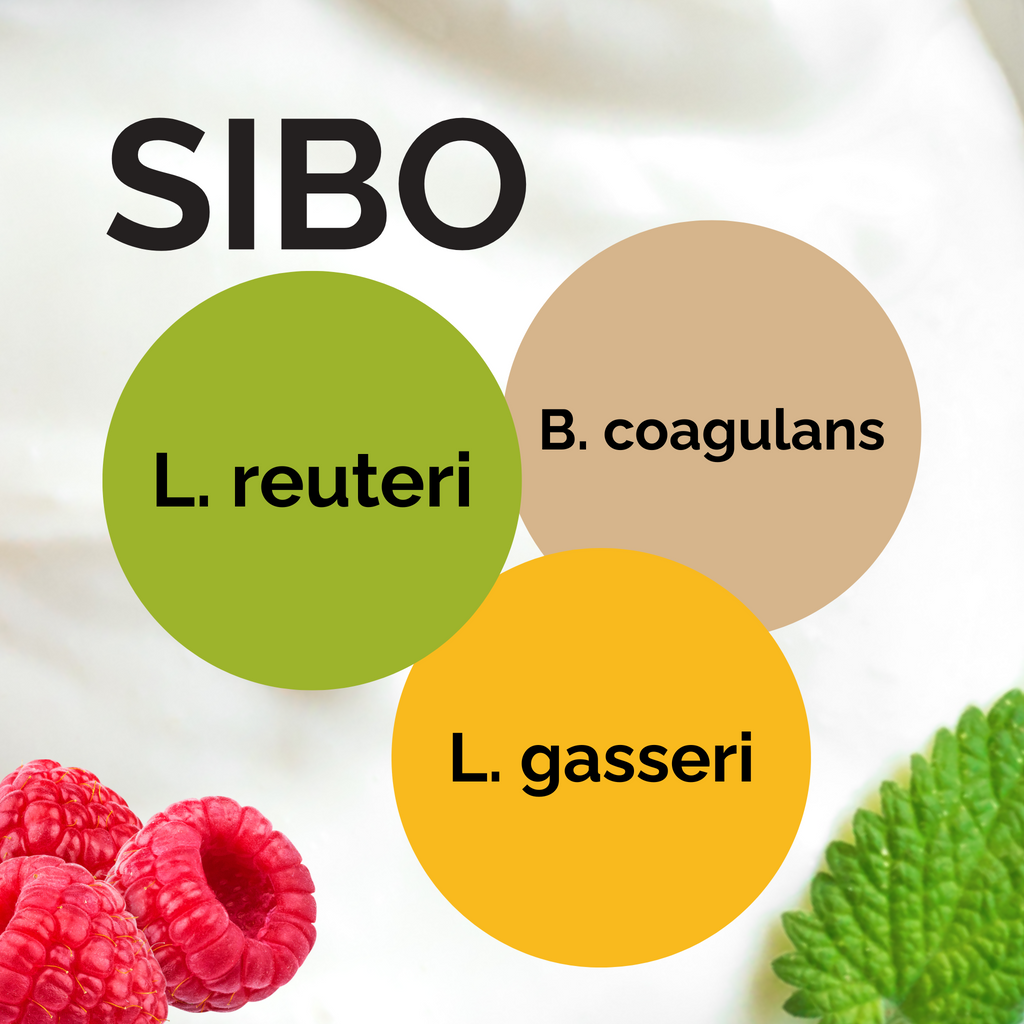 L. reuteri + B. coagulans + L. gasseri | Sada startérů jogurtu | SIBO jogurt podle Dr. Davise | Startovací kultury | Balíček 3 ks